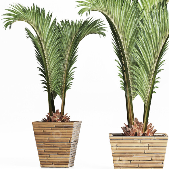 Roślina doniczkowa Collection 180 Palm model 3D
