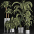 Plantes en pot Collection 197 Palmiers - rodolfoboscan911