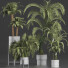 Plantes en pot Collection 197 Palmiers - rodolfoboscan911