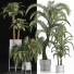 Plantes en pot Collection 197 Palmiers - rodolfoboscan911