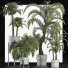 Plantes en pot Collection 197 Palmiers - rodolfoboscan911