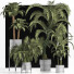 Plantes en pot Collection 197 Palmiers - rodolfoboscan911