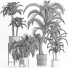 Plantes en pot Collection 197 Palmiers - rodolfoboscan911