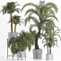 Plantes en pot Collection 197 Palmiers - rodolfoboscan911