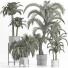 Plantes en pot Collection 197 Palmiers - rodolfoboscan911