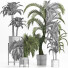 Plantes en pot Collection 197 Palmiers - rodolfoboscan911