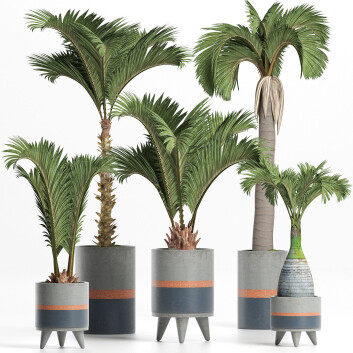 Topfpflanzen  Sammlung 196 Palmen 3D-Modell