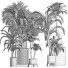 Plantes en pot Collection 202 Palmiers Égyptiens - rodolfoboscan911