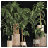 Plantes en pot Collection 202 Palmiers Égyptiens - rodolfoboscan911