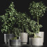 Plantes en pot Collection 199 Sageretia Theezans - rodolfoboscan911