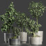 Plantes en pot Collection 199 Sageretia Theezans - rodolfoboscan911
