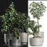 Plantes en pot Collection 199 Sageretia Theezans - rodolfoboscan911