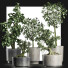 Plantes en pot Collection 199 Sageretia Theezans - rodolfoboscan911
