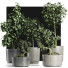 Plantes en pot Collection 199 Sageretia Theezans - rodolfoboscan911