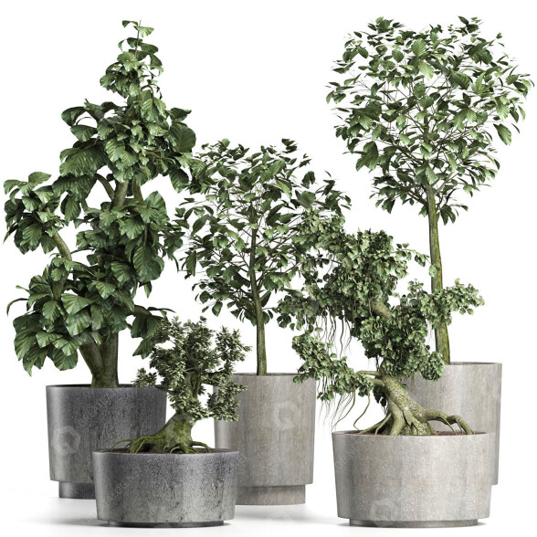 Plantes en pot Collection 199 Sageretia Theezans modèle 3D