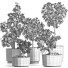 Plantes en pot Collection 199 Sageretia Theezans - rodolfoboscan911