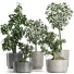 Plantes en pot Collection 199 Sageretia Theezans - rodolfoboscan911