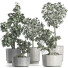 Plantes en pot Collection 199 Sageretia Theezans - rodolfoboscan911