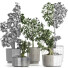 Plantes en pot Collection 199 Sageretia Theezans - rodolfoboscan911