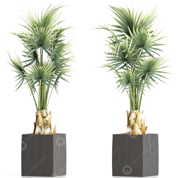 Topfpflanze Sammlung 193 Sabal-Minor 3D-Modell