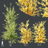Drzewa HQ Acer X freemanii Freeman Maple Sapindaceae Autumn Blaze Set 03 - Pandora-land