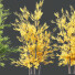 Drzewa HQ Acer X freemanii Freeman Maple Sapindaceae Autumn Blaze Set 03 - Pandora-land