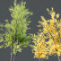 Drzewa HQ Acer X freemanii Freeman Maple Sapindaceae Autumn Blaze Set 03 - Pandora-land