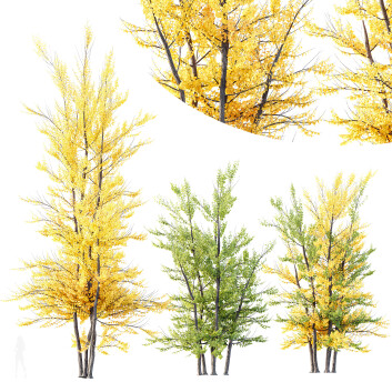 Drzewa  HQ Acer X freemanii Freeman Maple Sapindaceae Autumn Blaze Set 03 Model 3D
