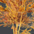 Drzewa HQ Acer X freemanii Freeman Maple Sapindaceae Autumn Blaze Set 03 - Pandora-land