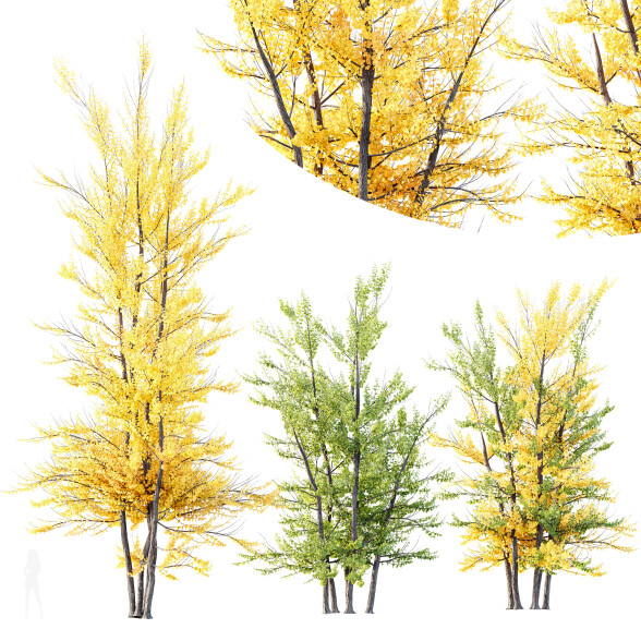 Drzewa HQ Acer X freemanii Freeman Maple Sapindaceae Autumn Blaze Set 03 model 3D