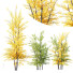 Drzewa HQ Acer X freemanii Freeman Maple Sapindaceae Autumn Blaze Set 03 - Pandora-land