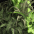 Bushes and Grass Plants Collection 209 Gardening Plants - rodolfoboscan911