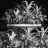 Bushes and Grass Plants Collection 209 Gardening Plants - rodolfoboscan911