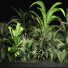Bushes and Grass Plants Collection 209 Gardening Plants - rodolfoboscan911