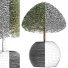 Plante en pot Collection 176 Ligustrum Lucidum - rodolfoboscan911