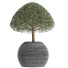 Plante en pot Collection 176 Ligustrum Lucidum - rodolfoboscan911