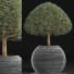 Plante en pot Collection 176 Ligustrum Lucidum - rodolfoboscan911