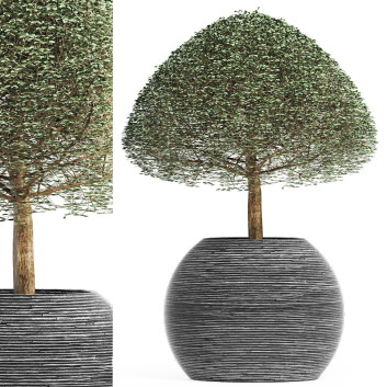 Topfpflanze  Sammlung 176 Liguster Lucidum 3D-Modell