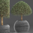 Plante en pot Collection 176 Ligustrum Lucidum - rodolfoboscan911