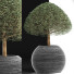Plante en pot Collection 176 Ligustrum Lucidum - rodolfoboscan911