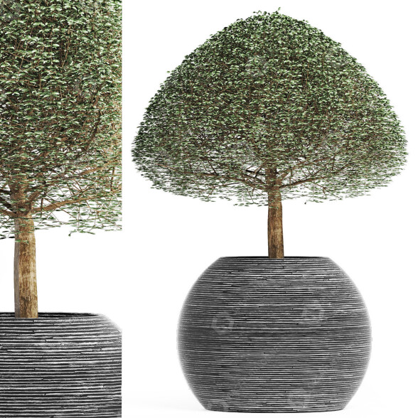 Plante en pot Collection 176 Ligustrum Lucidum modèle 3D