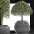 Plante en pot Collection 176 Ligustrum Lucidum - rodolfoboscan911
