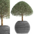 Plante en pot Collection 176 Ligustrum Lucidum - rodolfoboscan911