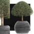 Plante en pot Collection 176 Ligustrum Lucidum - rodolfoboscan911