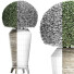 Plante en pot Collection 175 Ligustrum Lucidum - rodolfoboscan911