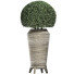 Plante en pot Collection 175 Ligustrum Lucidum - rodolfoboscan911
