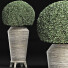 Plante en pot Collection 175 Ligustrum Lucidum - rodolfoboscan911