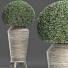 Plante en pot Collection 175 Ligustrum Lucidum - rodolfoboscan911