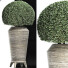 Plante en pot Collection 175 Ligustrum Lucidum - rodolfoboscan911