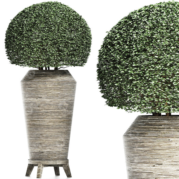 Plante en pot Collection 175 Ligustrum Lucidum modèle 3D